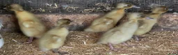 Ducks poultry for sale: Pure breed SILVER RUNNER Ducklings - Advert 5