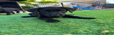 Labrador Retriever 6
