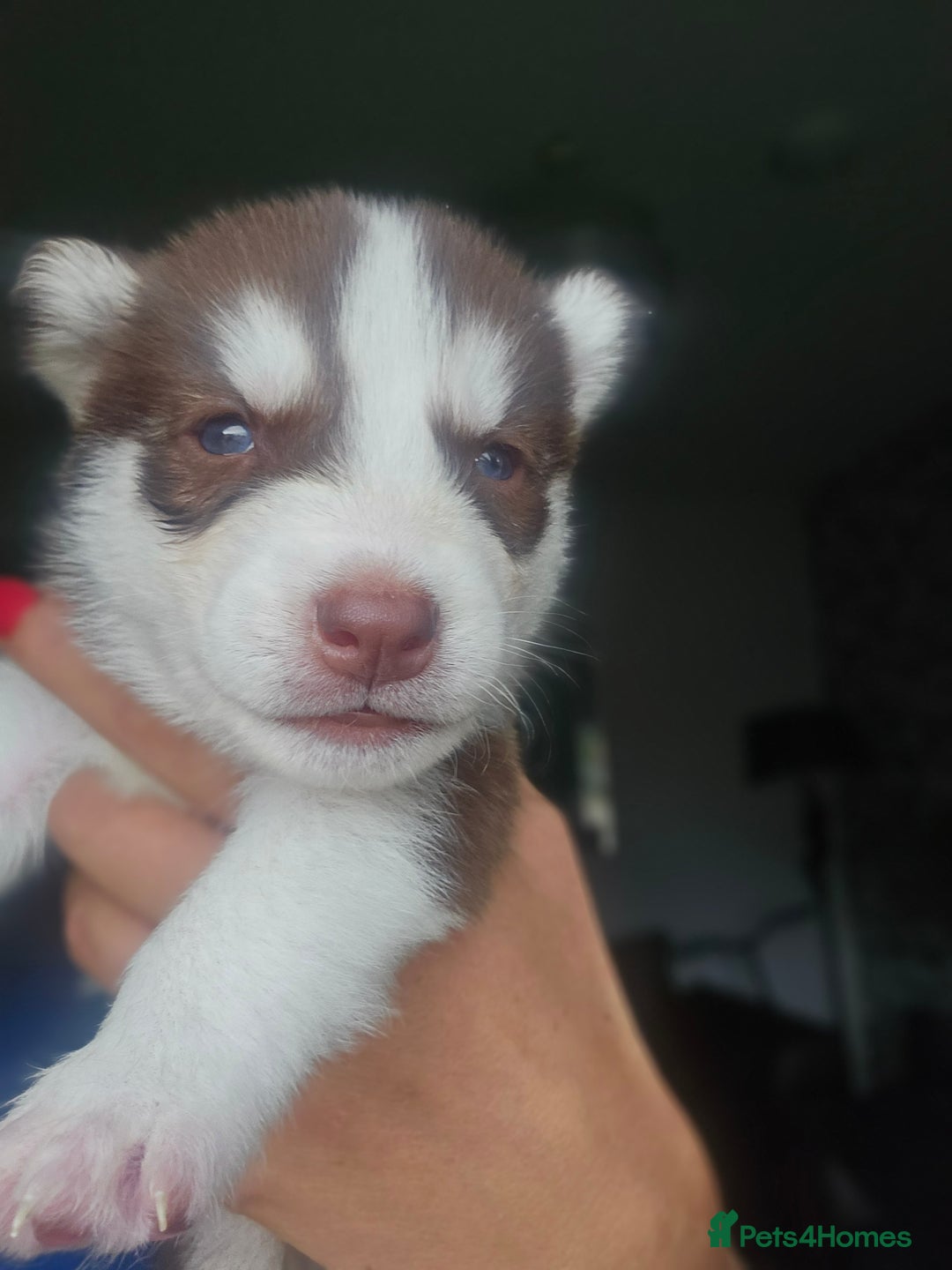 Siberian Husky dogs for sale: Gorgeous Litter of Husky Puppies - Image 21