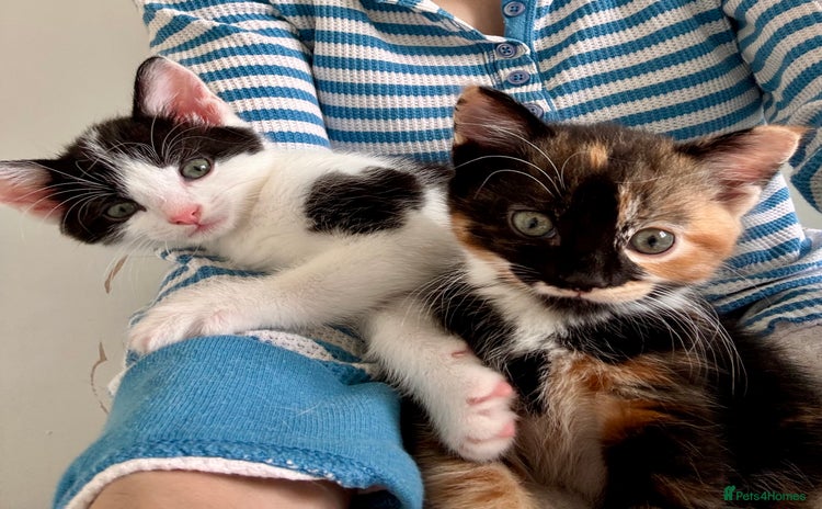 Mixed Breed cats - Advert 3