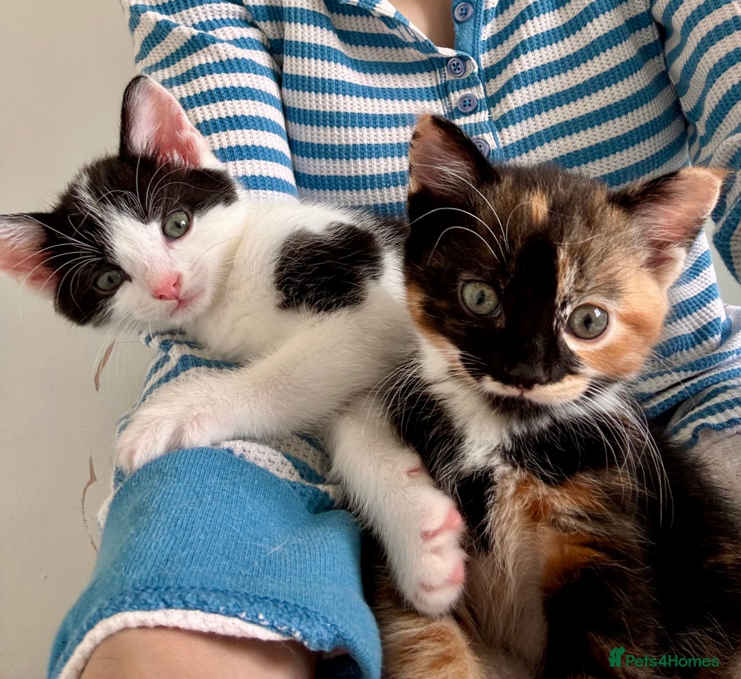 Mixed Breed cats for sale: 5 perfect kittens available  - Image 1