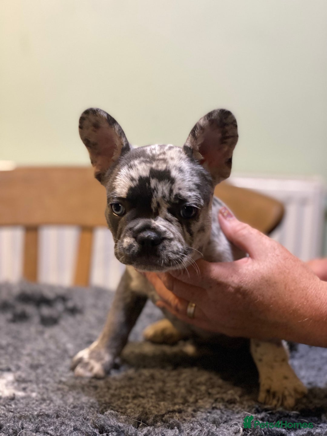 French Bulldog dogs for sale: Stunning healthy French bull dog puppies  - Image 8