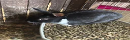 Dutch rabbits for sale: black and white dutch male and female  - Advert 3