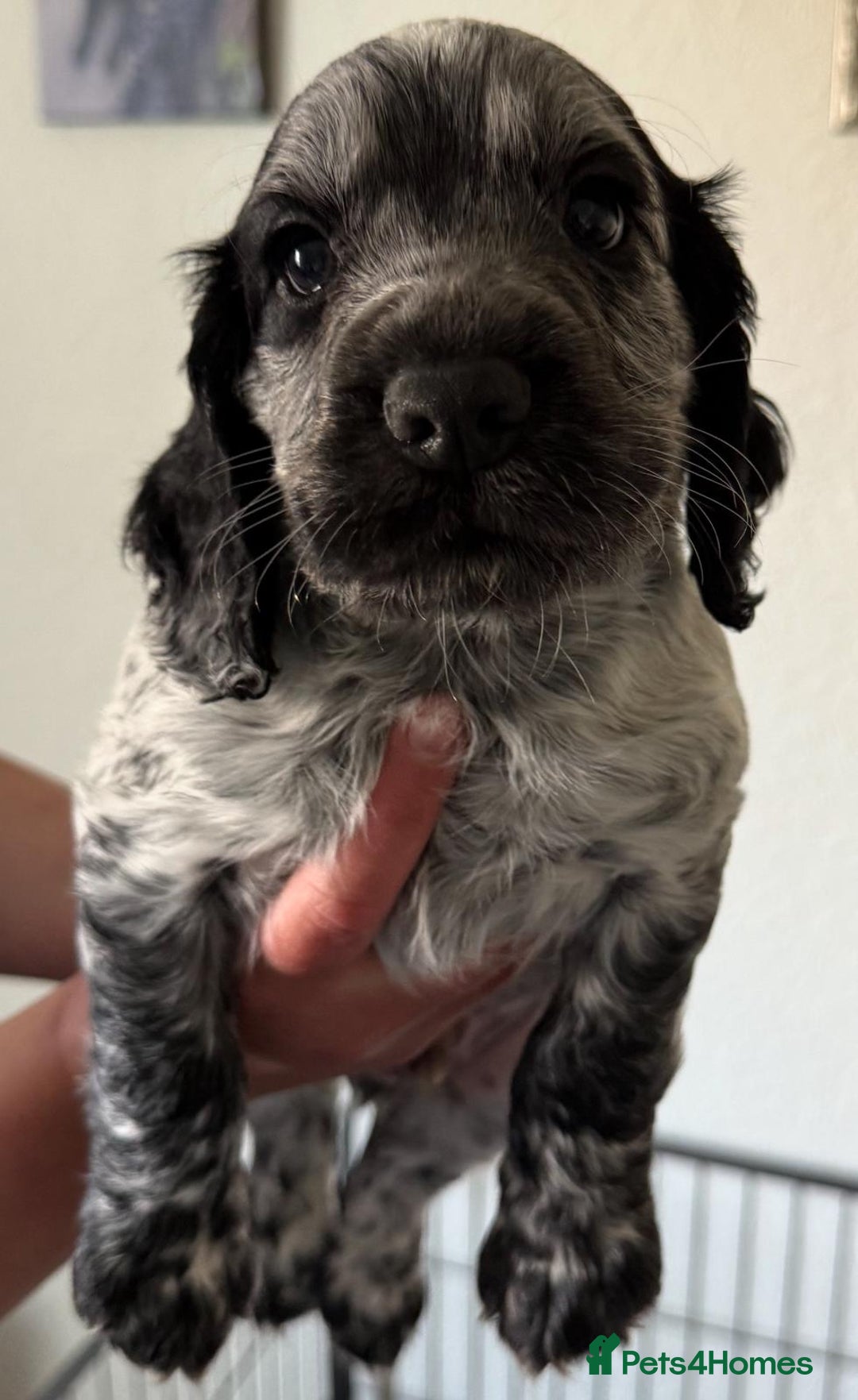 Cocker Spaniel dogs for sale: Blue roan cocker spaniel  - Image 6