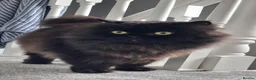 Persian cats for sale: Playful persion cross - Advert 2