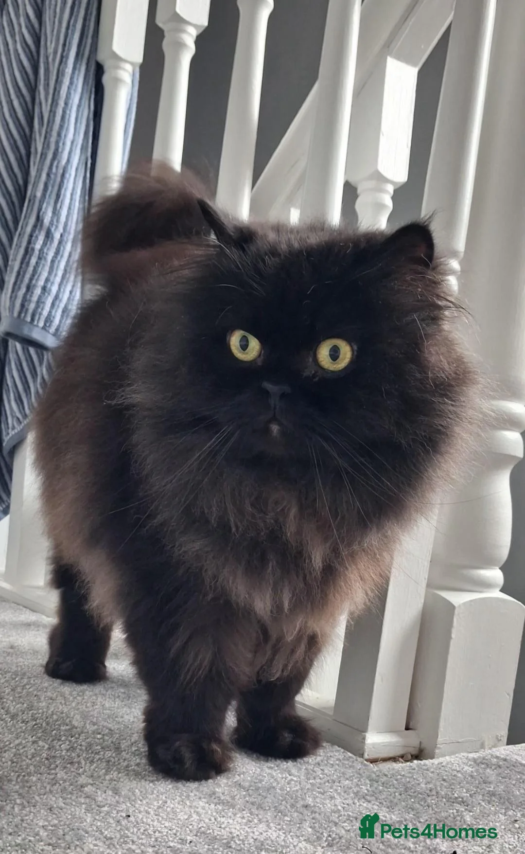 Persian cats for sale: Playful persion cross - Advert 2