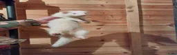 Ferret rodents for sale: Albino Kits for sale - Advert 9