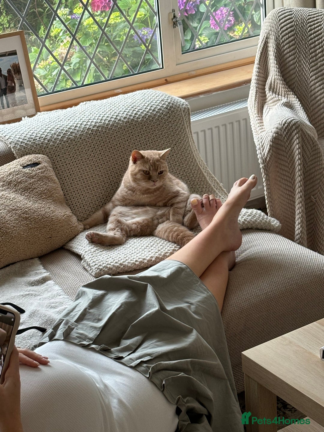 British Shorthair cats for sale: Our wonderful boy, Ferguson for sale  - Advert 16
