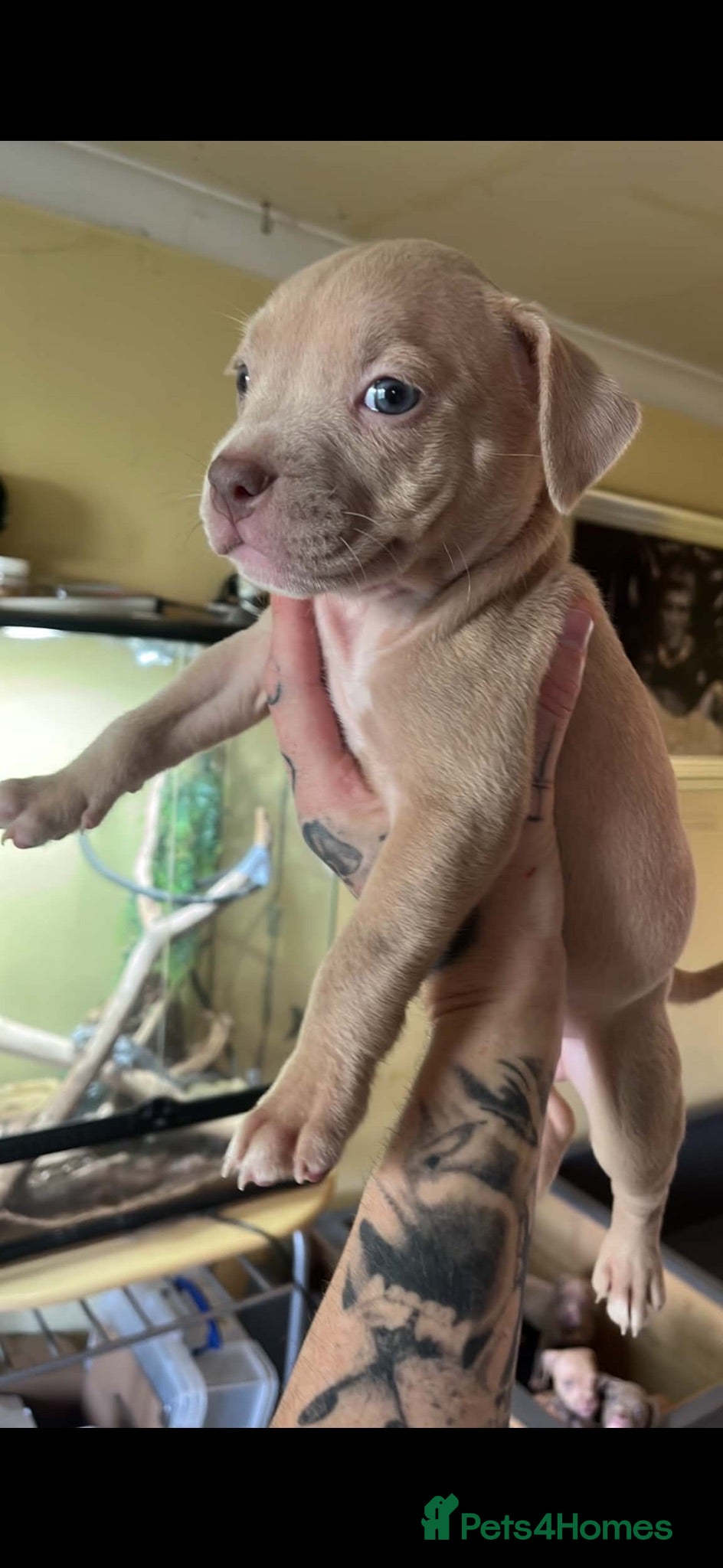 Mixed Breed dogs 4 females ready for a forever home  - Advert 5