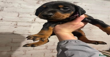 Dobermann dogs Stunning KC Dobermans champion bloodlines  - Advert 9