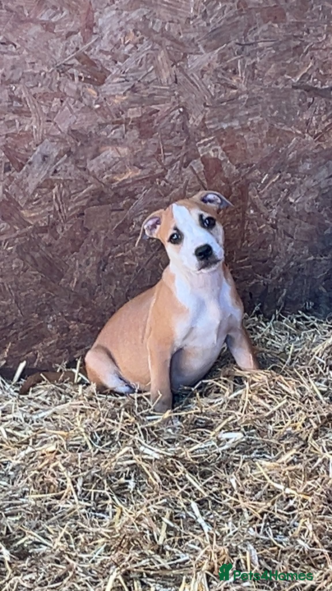 Staffordshire Bull Terrier dogs Staffordshire bull terrier puppies  - Advert 3