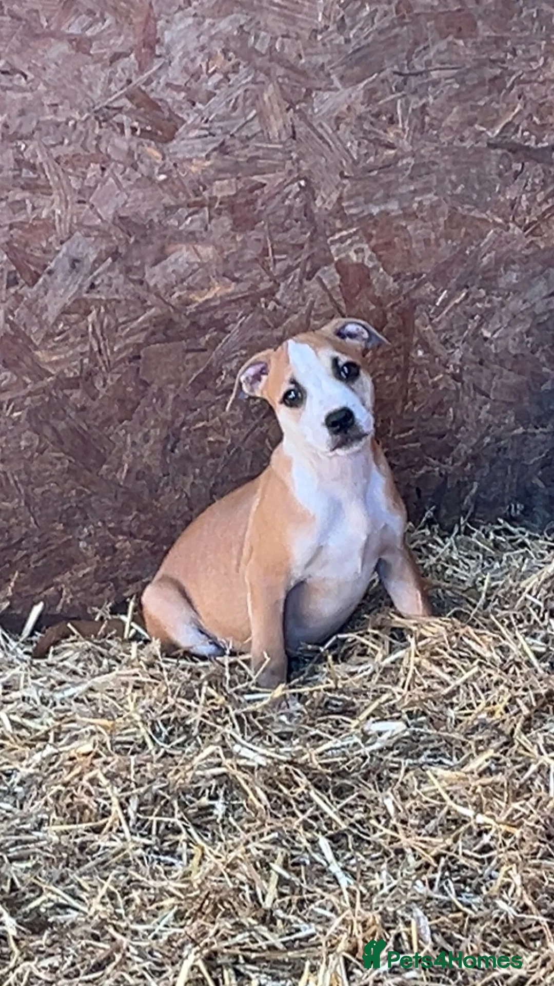 Staffordshire Bull Terrier dogs for sale: Staffordshire bull terrier puppies  - Advert 1
