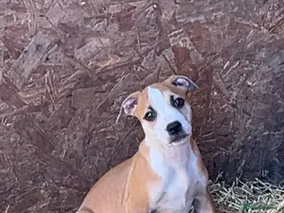 Staffordshire Bull Terrier dogs Staffordshire bull terrier puppies - Advert 3