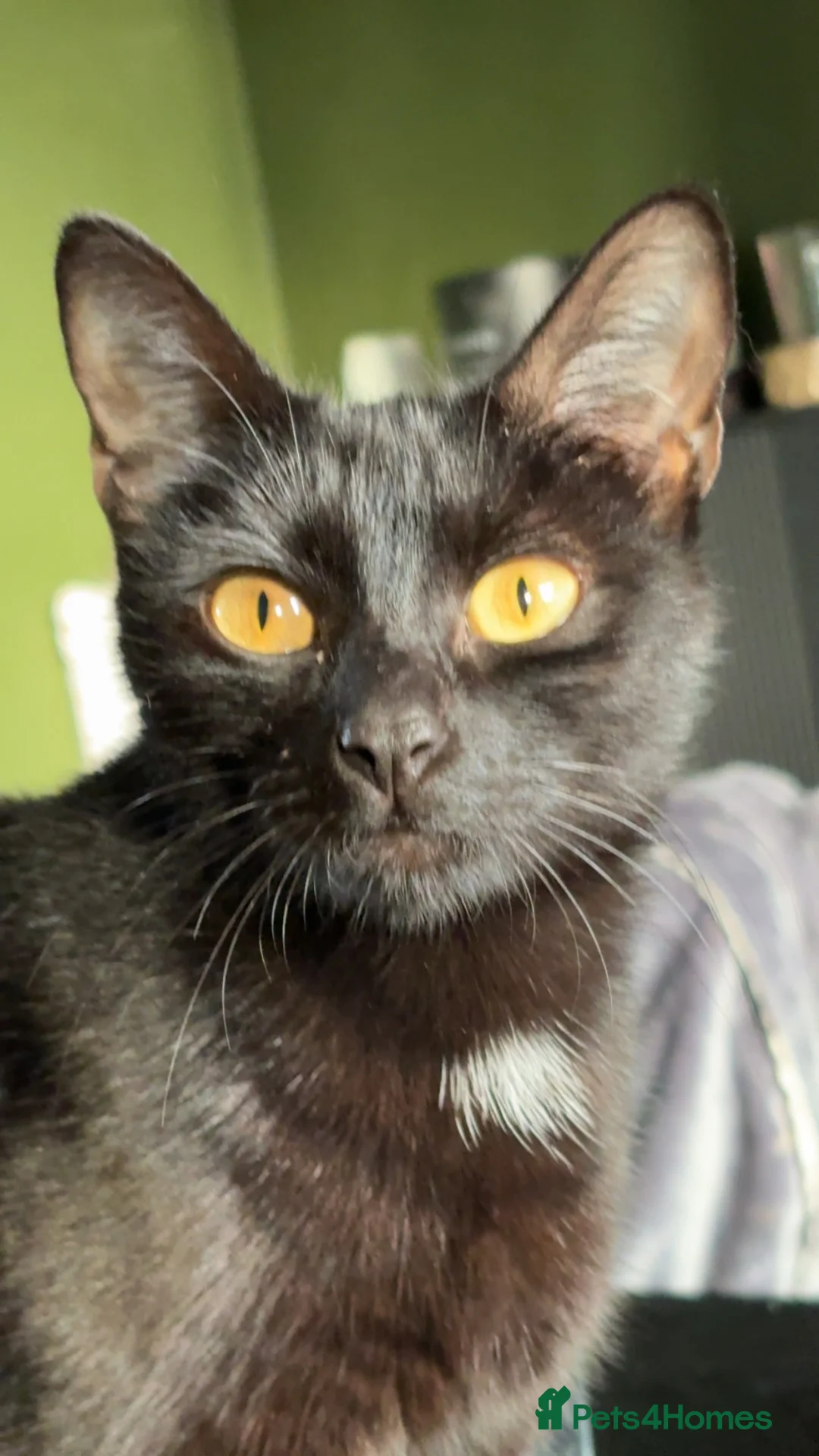 British Shorthair cats for sale: BSH KITTENS - Advert 1