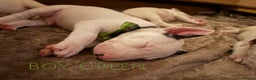English Bull Terrier dogs for sale: Stunning Pedigree English Bull Terrier Puppies  - Advert 32