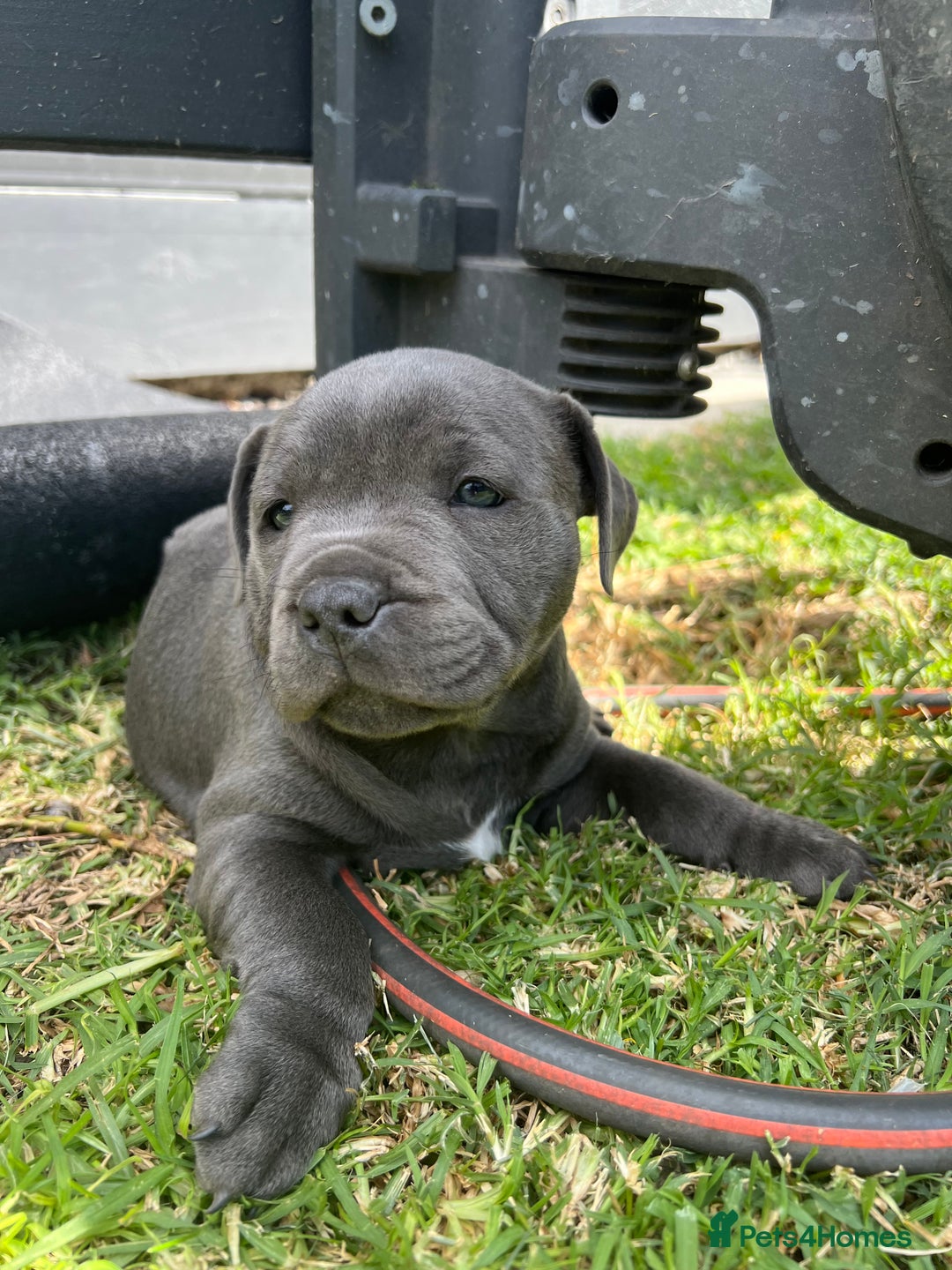 Staffordshire Bull Terrier dogs for sale: Staffordshire Bull Terrier puppies for sale - Advert 4