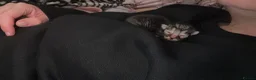 Mixed Breed cats for sale: Beautiful Mainecoon x Bengal kittens  - Advert 8