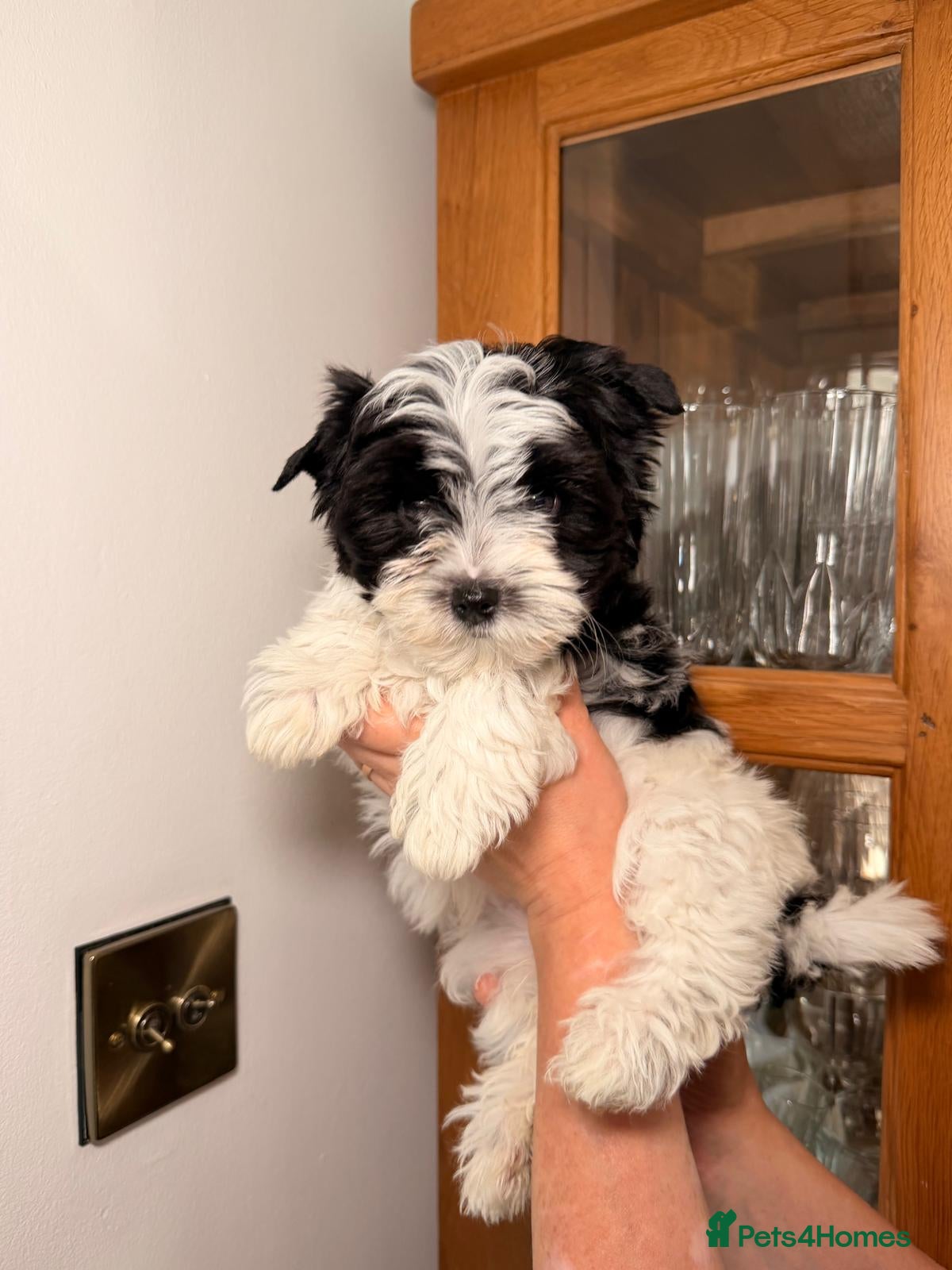 Biewer Terrier dogs Biewer Yorkshire Terrier 5⭐ License Family Raised - Advert 3