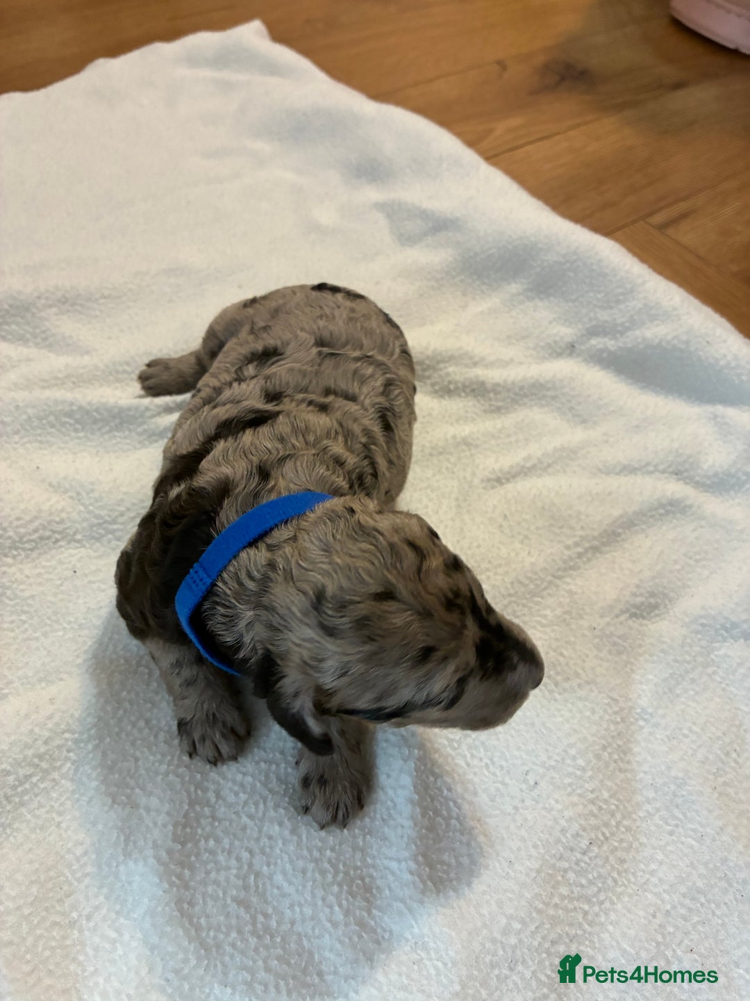 Mini Goldendoodle dogs for sale: Stunning Mini Goldendoodles - Advert 6