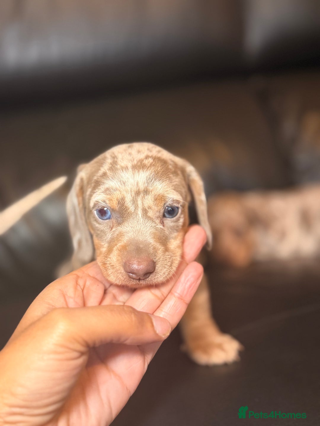 Miniature Dachshund dogs for sale: Beautiful mini dachshund  - Image 15