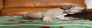French Bulldog Puppy 4