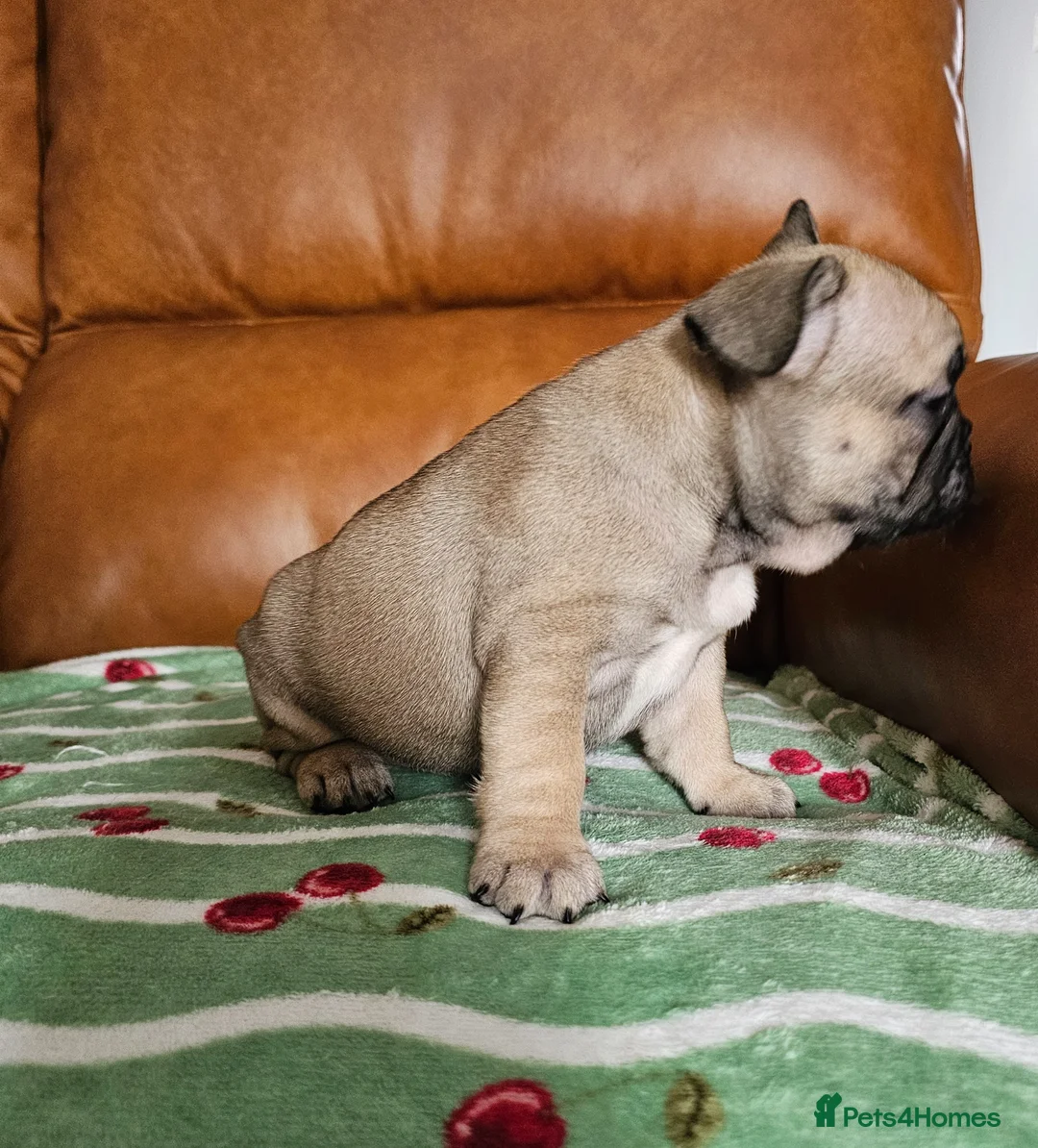French Bulldog dogs for sale: KC REG FRENCH BULLDOG PUPS - Advert 10