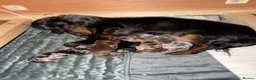 Miniature Dachshund dogs for sale: miniature dachshund  in Yarm - Advert 1