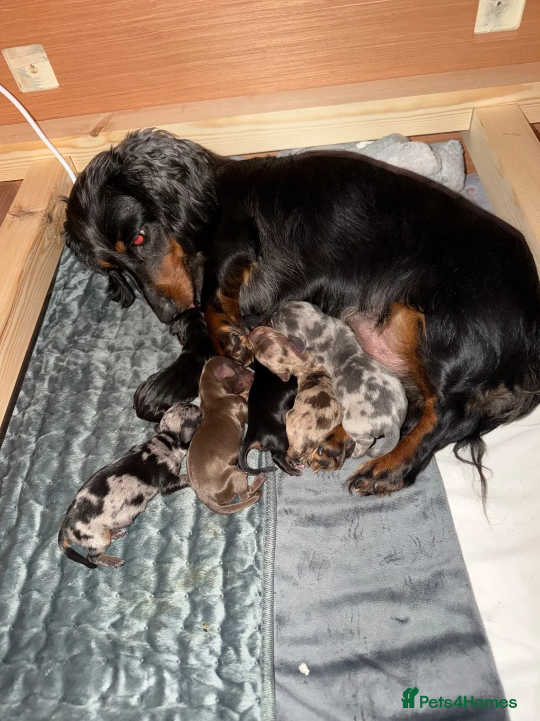 Miniature Dachshund dogs for sale: miniature dachshund  in Yarm - Advert 1