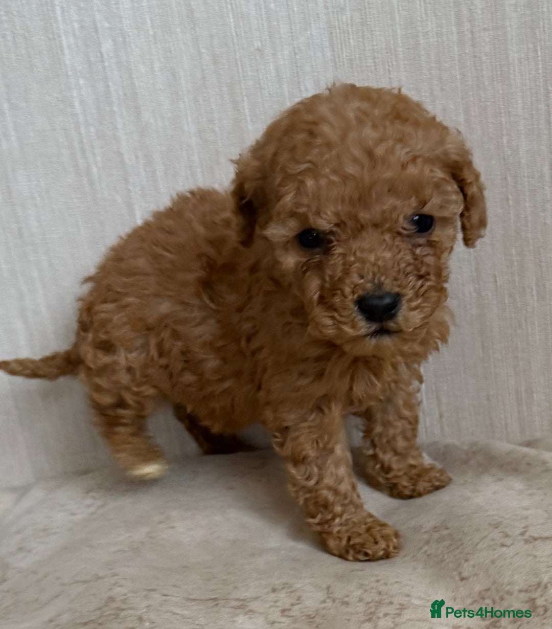 Maltipoo dogs for sale: Maitlpoo  - Advert 6