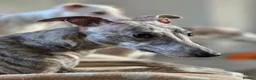 Whippet dogs for sale: KC Registered Small Whippet Puppies  - Advert 4