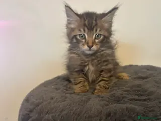 Mixed Breed cats MAINECOON X KITTENS - Advert 10