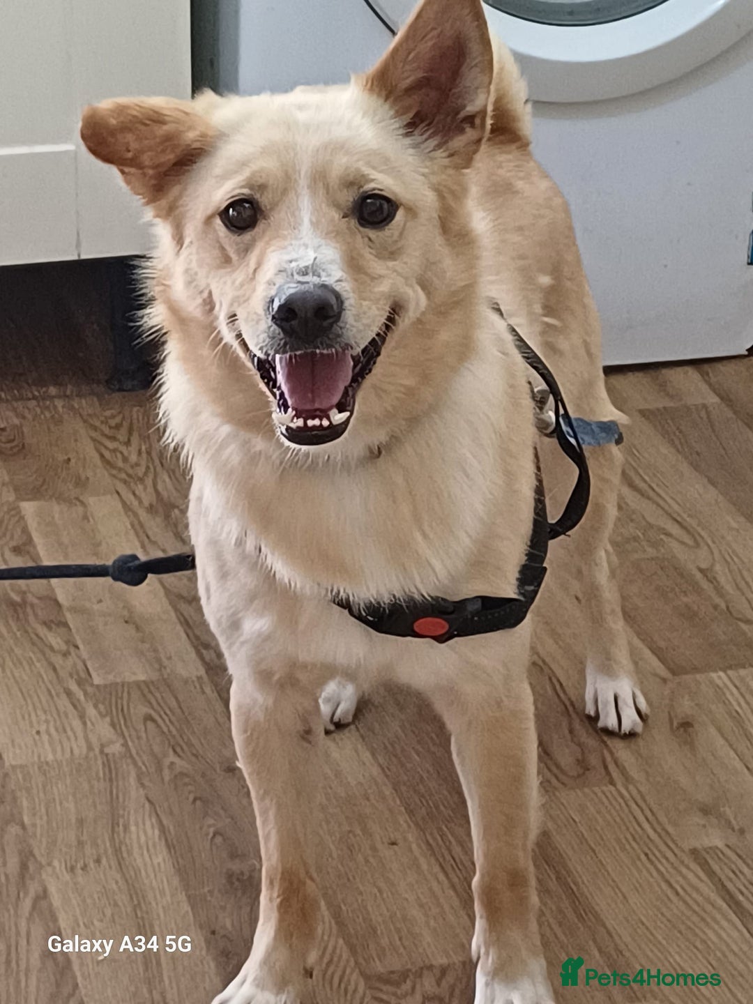 Mixed Breed dogs for adoption: Cute friendly young Truffles-Suffolk/Essex Border - Image 1