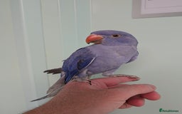 Ringnecks birds for sale: Lovely Handreared Ringnecks, Alexandrines, Conures - Image 16
