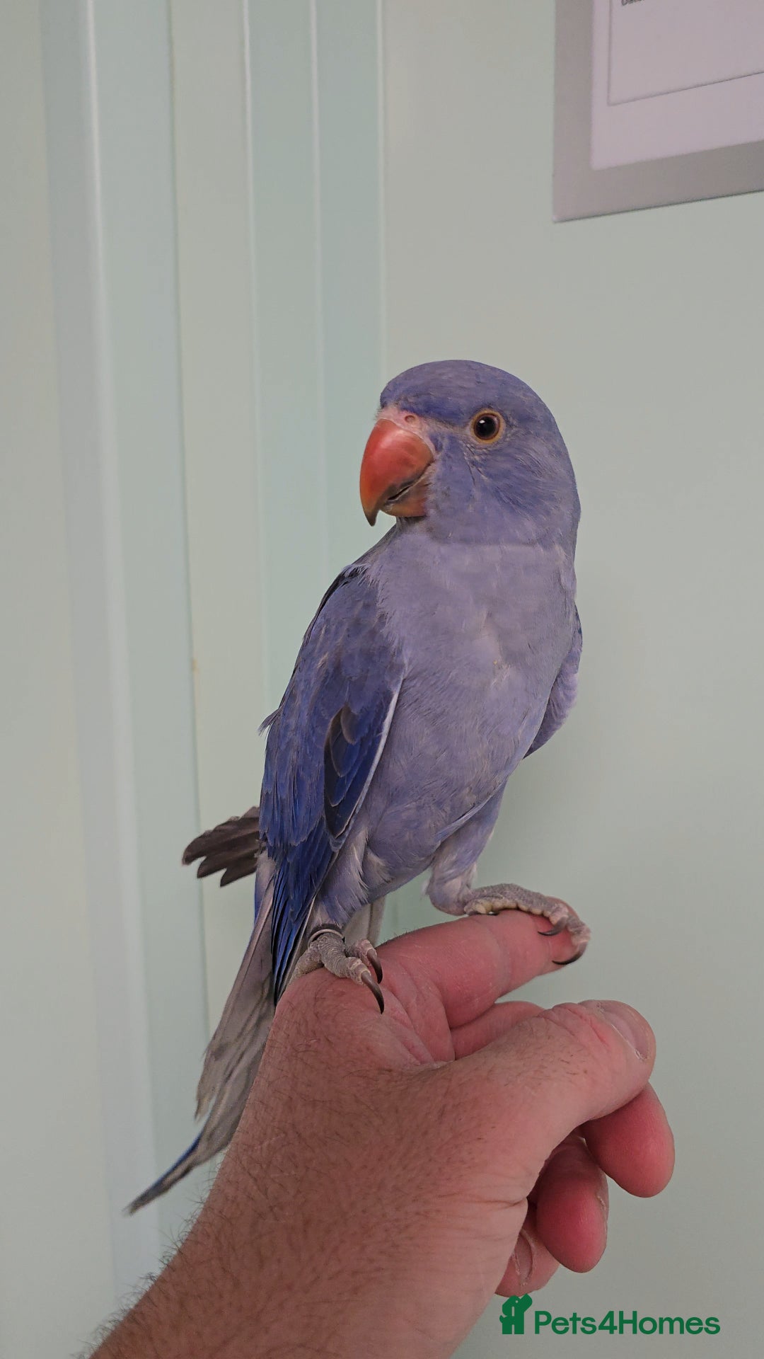Ringnecks birds for sale: Lovely Handreared Ringnecks, Alexandrines, Conures - Image 16