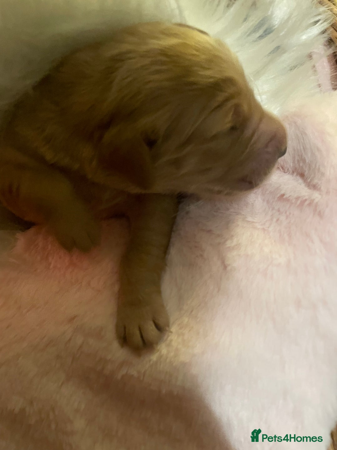 Mixed Breed dogs for sale: Golden retriever x Flatcoat retriever  - Advert 20