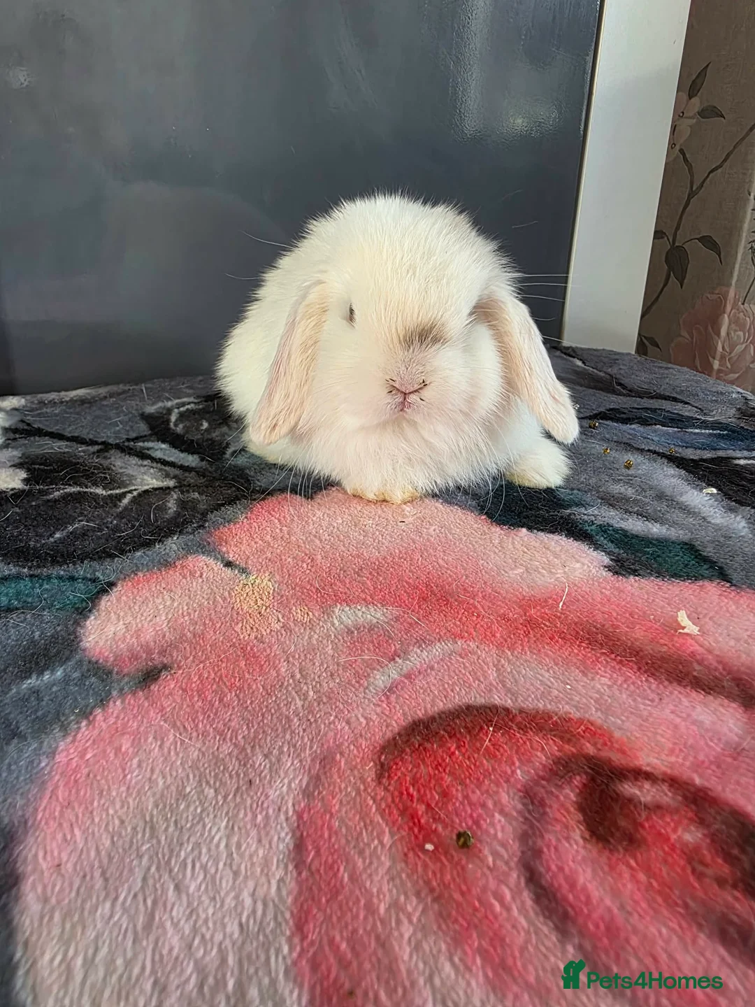 Mini Lop rabbits for sale: Full pure breed minilops - Advert 2