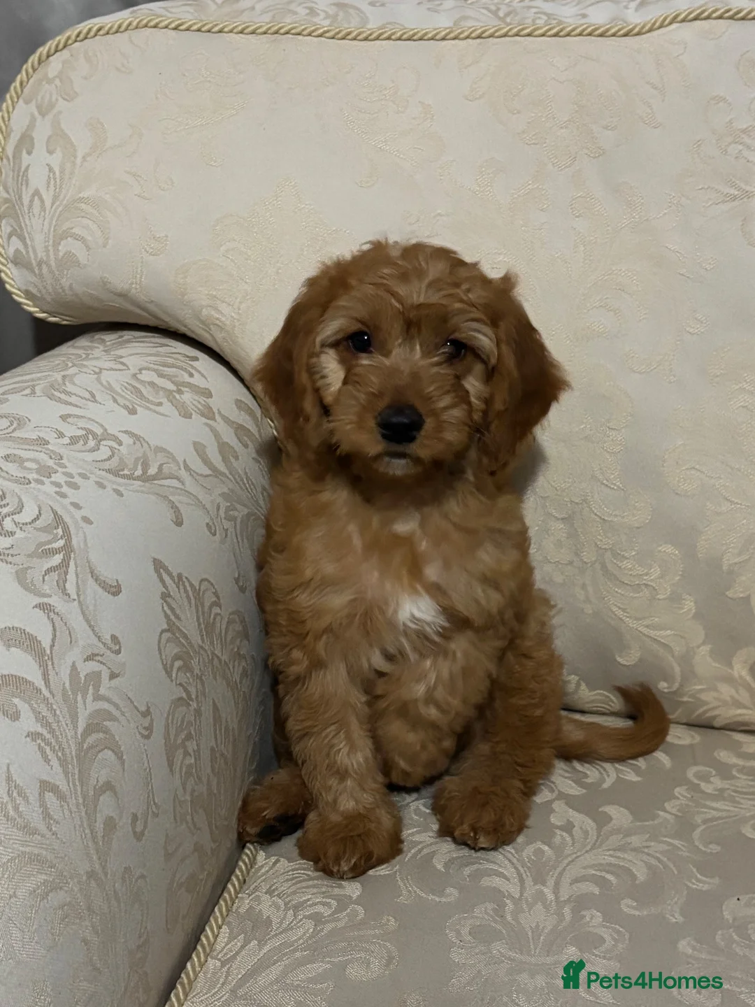 Cockapoo dogs for sale: ONLY 1  left!  F1  KC  FOX RED COCKAPOOS - Advert 2