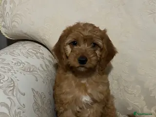 Cockapoo dogs ONLY 1 left! F1 KC FOX RED COCKAPOOS - Advert 13