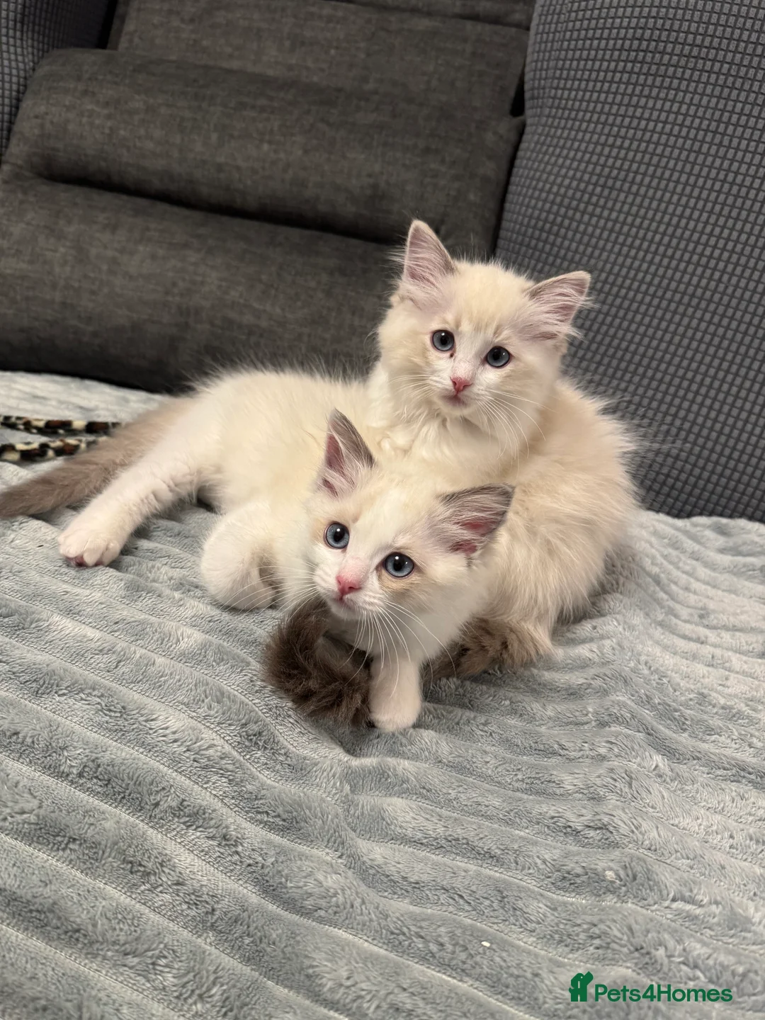 Ragdoll cats for sale: Now ready to leave – Blue Point– TICA Registered - Advert 9