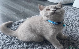 British Shorthair cats for sale: Beautiful British Blues longhair kittens 🩷💙 - Image 26