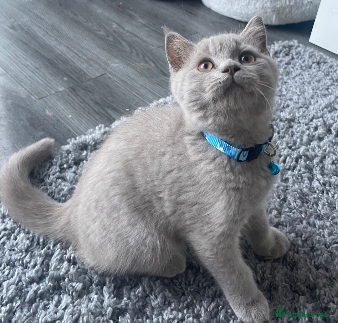 British Shorthair cats for sale: Beautiful British Blues longhair kittens 🩷💙 - Image 26