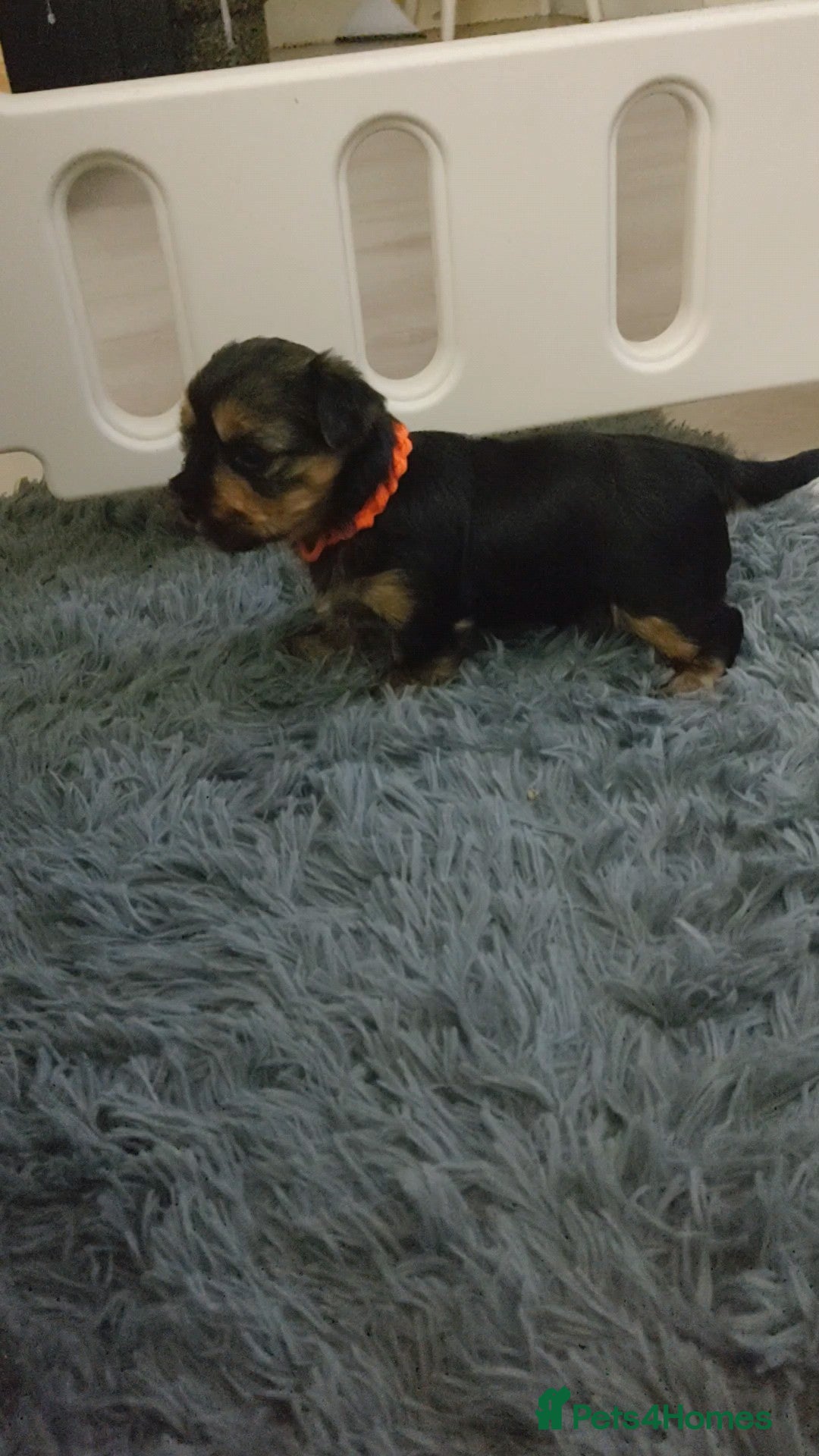 Yorkshire Terrier dogs for sale: Adorable Mini Yorkshire Terrier Puppies - Advert 18