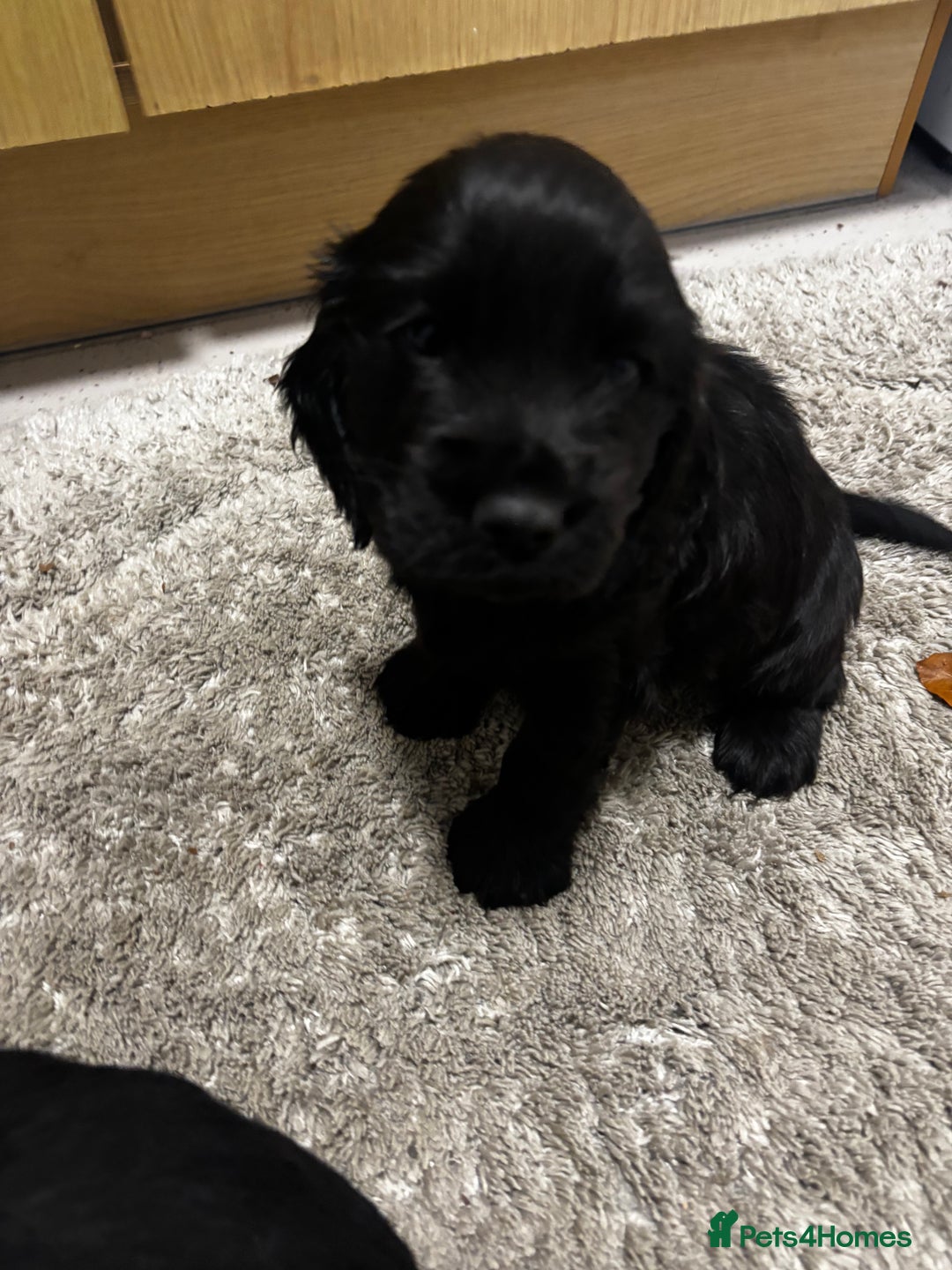 Cocker Spaniel dogs for sale: Cocker spaniel puppy - Advert 2