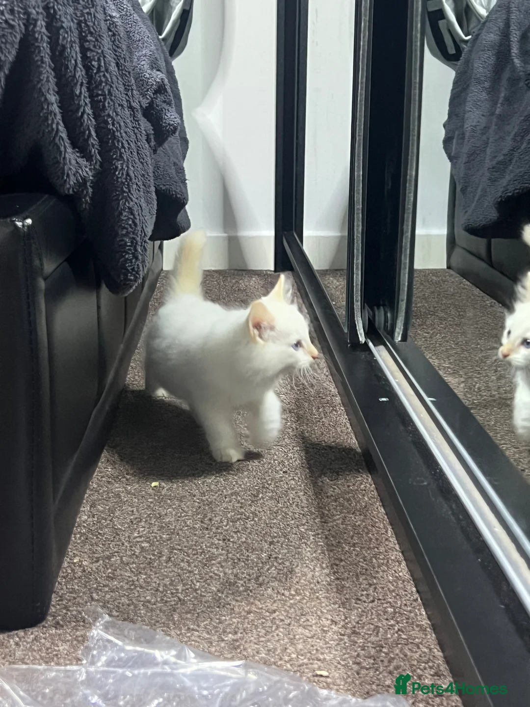 Ragdoll cats for sale: 3 month old beautiful kitten  - Advert 2