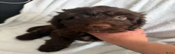 Cockapoo dogs for sale: Cockapoo puppies 🐶  - Advert 3