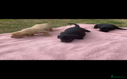 Labrador Retriever dogs for sale: Labrador (working) puppies - Image 7