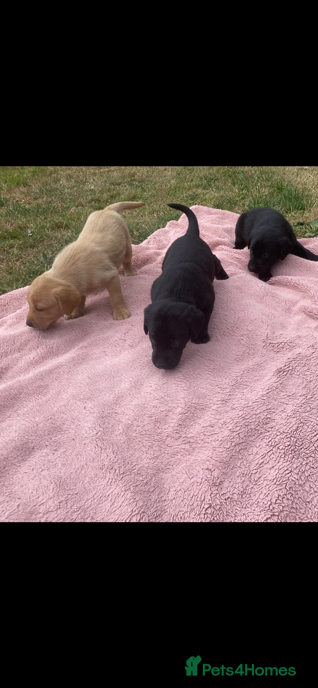 Labrador Retriever dogs for sale: Labrador (working) puppies - Image 7