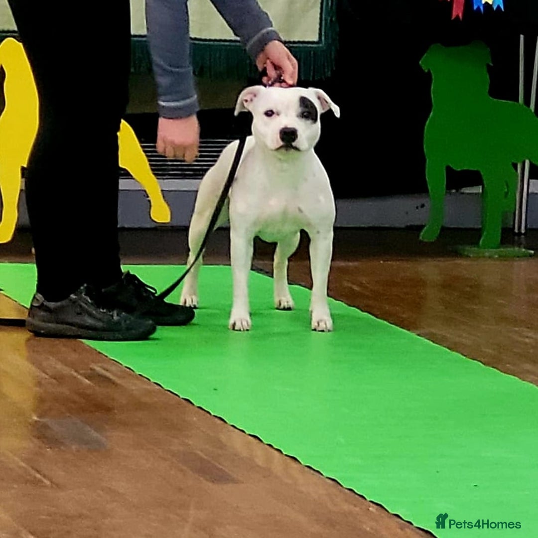 Staffordshire Bull Terrier dogs for sale: ✨️Outstanding SBT puppies✨️ - Advert 16