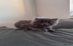 British Longhair cats for sale: British longhair ready for home in Watford - Image 27