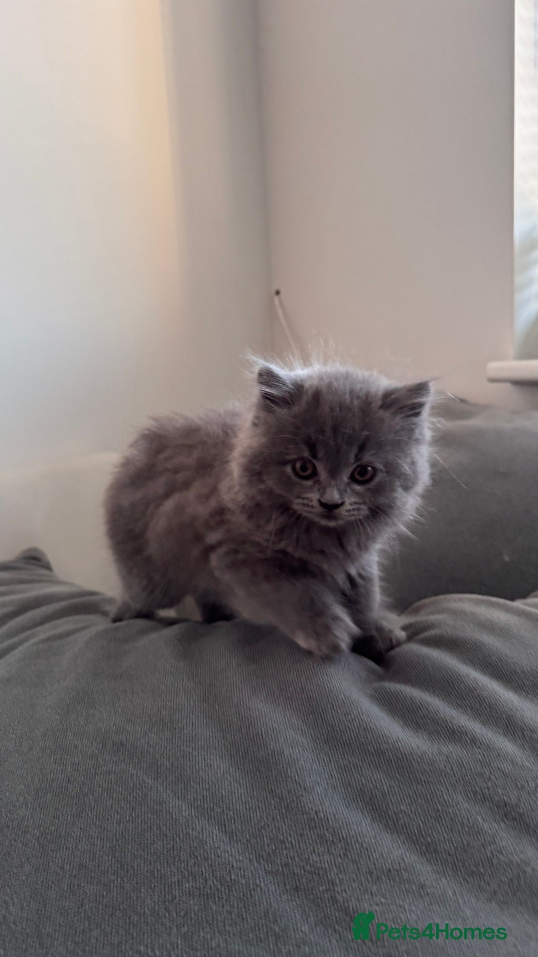 British Longhair cats for sale: British longhair ready for home in Watford - Image 27